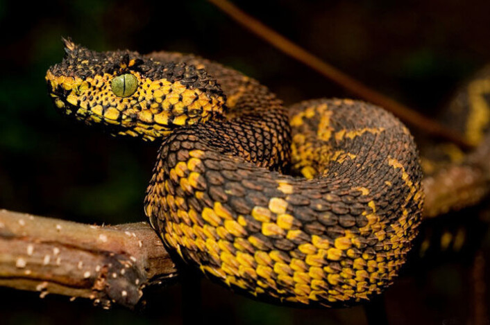 Det er funnet en ny slangeart i Tanzania, som har horn over øynene. Det er forventet at slangen blir et yndet bytte for krypskyttere. Mathilda's horned viper lever ikke i ørkenområder, i motsetning til andre slanger med horn. Området slangen er funnet på er lite, og preges av mye skogsdrift og produksjon av trekull. (Foto: Tim Davenport) Det er funnet en ny slangeart i Tanzania, som har horn over øynene. Det er forventet at slangen blir et yndet bytte for krypskyttere. Mathilda's horned viper lever ikke i ørkenområder, i motsetning til andre slanger med horn. Området slangen er funnet på er lite, og preges av mye skogsdrift og produksjon av trekull. (Foto: Tim Davenport)
