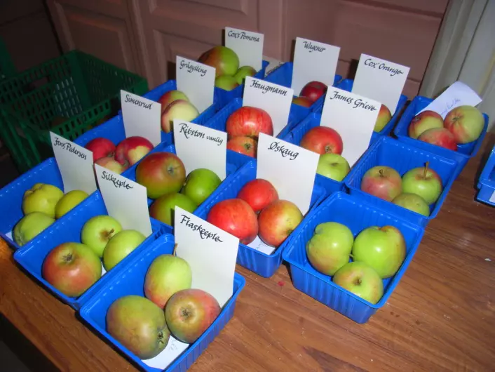 Utstilling av eplesorter. (Foto: Skog og landskap)