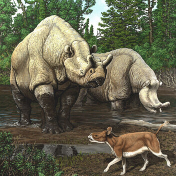 Sen-eocen i Nord-Amerika. De store neshornlignende dyrene er brontotherer. I forgrunnen en nærmere slektning av vårt neshorn, Hyracodon. (Foto: (Illustrasjon: Carl Buell)) Sen-eocen i Nord-Amerika. De store neshornlignende dyrene er brontotherer. I forgrunnen en nærmere slektning av vårt neshorn, Hyracodon. (Foto: (Illustrasjon: Carl Buell))