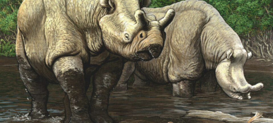 Sen-eocen i Nord-Amerika. De store neshornlignende dyrene er brontotherer. I forgrunnen en nærmere slektning av vårt neshorn, Hyracodon. (Illustrasjon: Carl Buell)