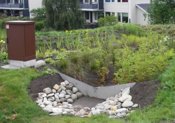 Regnbed på 40 kvadratmeter i Norges største borettslag, Risvollan i Trondheim. Det mottar overflatevann fra en ballplass og en grasbakke. Alt ligger i leire, så dette regnbedet er også drenert. (Foto: Bent Braskerud/NVE) Regnbed på 40 kvadratmeter i Norges største borettslag, Risvollan i Trondheim. Det mottar overflatevann fra en ballplass og en grasbakke. Alt ligger i leire, så dette regnbedet er også drenert. (Foto: Bent Braskerud/NVE)