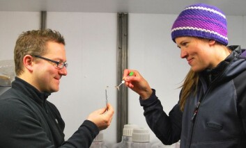 Øystein Leiknes og Mette Agersted med sine nesten usynlige tanglopper og krill. De skal bruke tre uker til havs til å finne ut av hvem som spiser mest. (Foto: Hanne Østli Jakobsen) Øystein Leiknes og Mette Agersted med sine nesten usynlige tanglopper og krill. De skal bruke tre uker til havs til å finne ut av hvem som spiser mest. (Foto: Hanne Østli Jakobsen)
