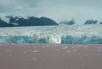 Foran Kronebreen på Svalbard kan man se tydelige spor av rosa leire i vannet. Denne leiren kan fortelle oss mye om klimaet under istiden. (Foto: Tine Rasmussen) Foran Kronebreen på Svalbard kan man se tydelige spor av rosa leire i vannet. Denne leiren kan fortelle oss mye om klimaet under istiden. (Foto: Tine Rasmussen)