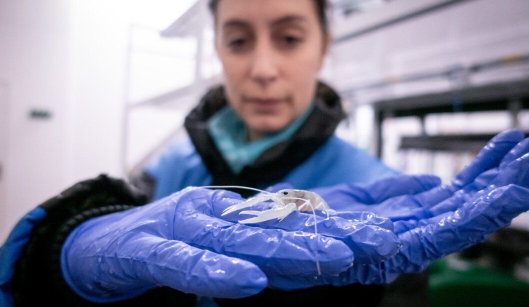 This lobster has died while moulting, which can occur when teflubenzuron stops the formation of chitin, the principal component of the exoskeleton of crustaceans. Juvenile lobsters are shelter seekers - they are never found in the wild. This one is hatched in the lab. Here with PhD-student Rosa Escobar Lux. This lobster has died while moulting, which can occur when teflubenzuron stops the formation of chitin, the principal component of the exoskeleton of crustaceans. Juvenile lobsters are shelter seekers - they are never found in the wild. This one is hatched in the lab. Here with PhD-student Rosa Escobar Lux.