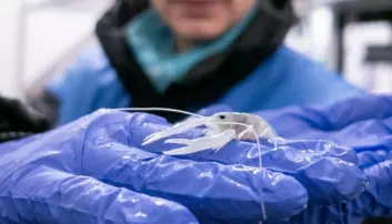 Delousing agent for farmed salmon causes 'arthritis' in juvenile lobsters