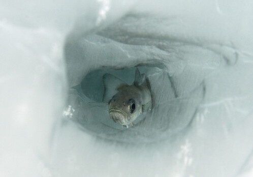 Polar cod in climate crisis