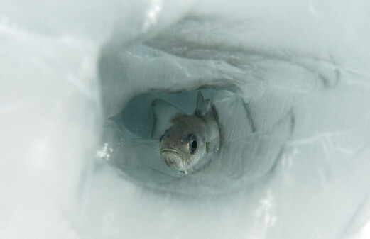 Polar cod in climate crisis