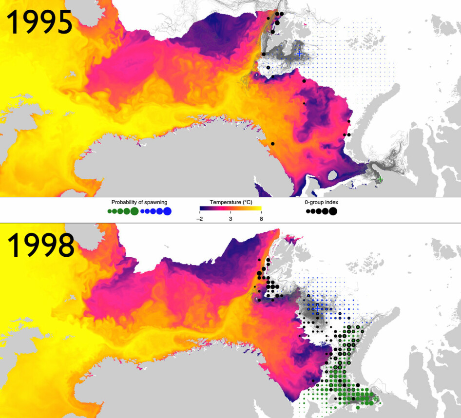 The reserachers have used models of the probable spawning sites for Polar cod (green and blue dots), observations of newborn Polar cod from survey (black dots), sea temperature and ice cover. These figures show the variation between two extreme years, 1995 and 1998.