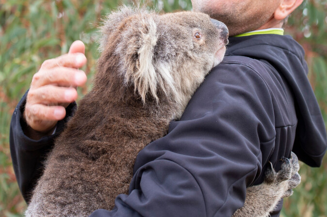 Dyr som koalaen forlot skogene og tigget etter vann hos mennesker. Dyr som koalaen forlot skogene og tigget etter vann hos mennesker.