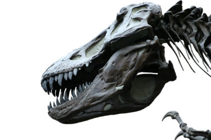 Tyrannosaurus Rex likte seg best i varmen. (Foto: iStockphoto) Tyrannosaurus Rex likte seg best i varmen. (Foto: iStockphoto)