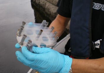 Denne passive prøvetakeren er formet som en plastpølse med ørsmå porer. Inne i pølsa er en olje som lagrer fettløselige miljøgifter. (Foto: Ian Allan, NIVA) Denne passive prøvetakeren er formet som en plastpølse med ørsmå porer. Inne i pølsa er en olje som lagrer fettløselige miljøgifter. (Foto: Ian Allan, NIVA)