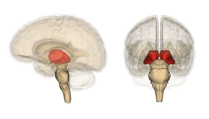 Thalamus ligger dypt inne i hjernen og består av grupper (kjerner) av nerveceller med utløpere til hjernebarken. Thalamus ligger dypt inne i hjernen og består av grupper (kjerner) av nerveceller med utløpere til hjernebarken.