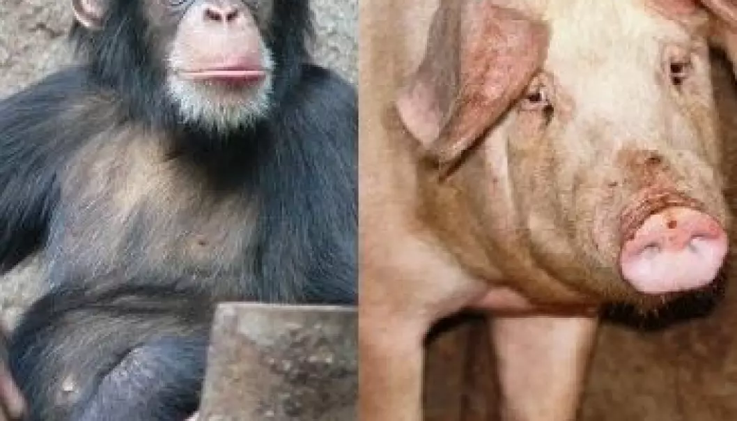 Mener vi stammer fra en ape/gris-hybrid