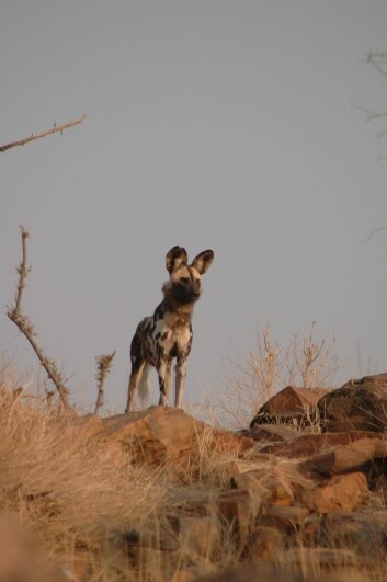 Afrikanske villhunder (Lycaon pictus) var tallrike inntil for få år siden. (Foto: Craig R. Jackson)