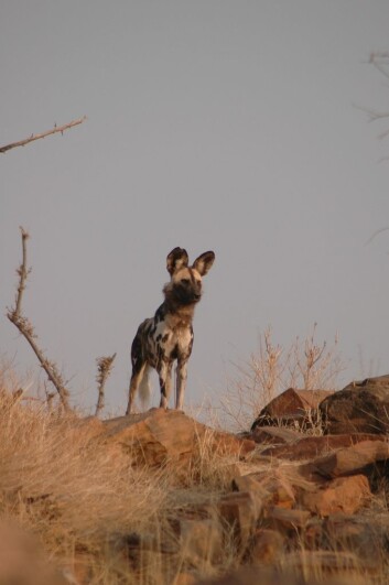 Afrikanske villhunder (Lycaon pictus) var tallrike inntil for få år siden. (Foto: Craig R. Jackson) Afrikanske villhunder (Lycaon pictus) var tallrike inntil for få år siden. (Foto: Craig R. Jackson)