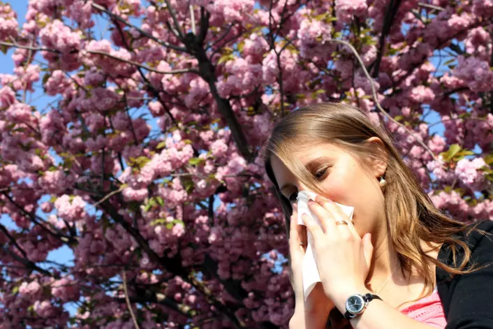 Grunnlaget for allergi blir tilsynelatende lagt før vi blir født. Ny dansk forskning indikerer at det for eksempel kan bli utløst av hva mor spiste eller tok av medisiner mens du lå som foster i magen hennes. (Foto: Colourbox)