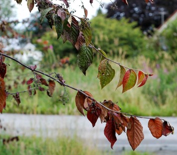 Pærebrann er eit døme på ein karanteneskadegjerar. Den kom til landet, blei nesten utrydda, men har blomstra opp att. (Foto: Arild Sletten) Pærebrann er eit døme på ein karanteneskadegjerar. Den kom til landet, blei nesten utrydda, men har blomstra opp att. (Foto: Arild Sletten)