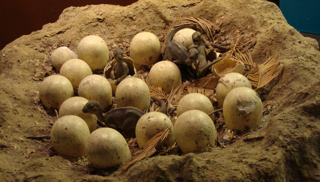 Bildet viser et rekonstruert Maiasaura-rede ved Natural History Museum of London. Bildet viser et rekonstruert Maiasaura-rede ved Natural History Museum of London.