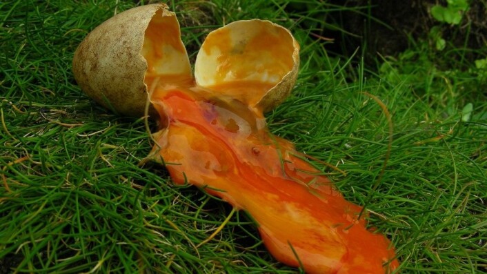 Forskerne har undersøkt forlatte egg mot slutten av sommeren for å se hvor tidlig de ble oppgitt. Mangelen på synlig foster tyder på at dette ble forlatt tidlig i rugingen, allerede i mai. (Foto: Tycho Anker-Nilssen) Forskerne har undersøkt forlatte egg mot slutten av sommeren for å se hvor tidlig de ble oppgitt. Mangelen på synlig foster tyder på at dette ble forlatt tidlig i rugingen, allerede i mai. (Foto: Tycho Anker-Nilssen)