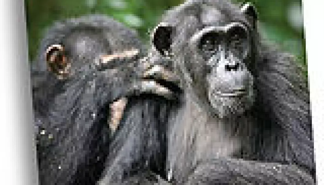 Sjimpanser foretrekker eldre damer