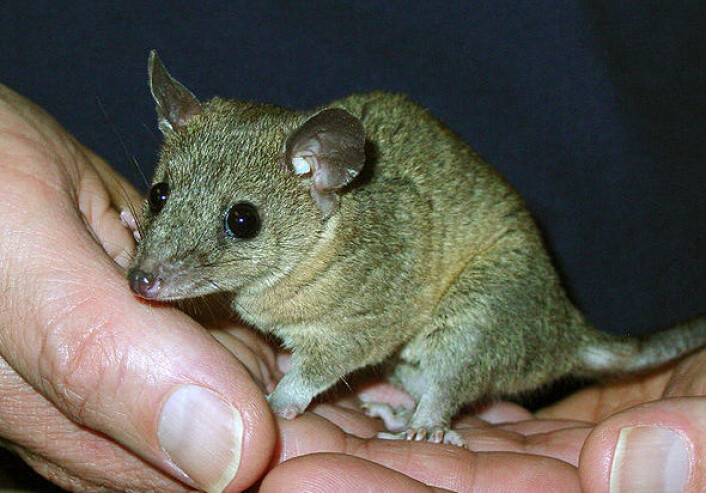 Monodelphis domestica er en liten pungrotte fra Sør-Amerika. Den bruker værhåra på samme måte som våre rotter og mus. (Foto: Paul Samollow, Southwest Foundation for Biomedical Research/Wikimedia Commons) Monodelphis domestica er en liten pungrotte fra Sør-Amerika. Den bruker værhåra på samme måte som våre rotter og mus. (Foto: Paul Samollow, Southwest Foundation for Biomedical Research/Wikimedia Commons)
