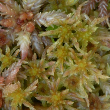 Torvmosen Sphagnum venustum. (Foto: Artsdatabanken) Torvmosen Sphagnum venustum. (Foto: Artsdatabanken)