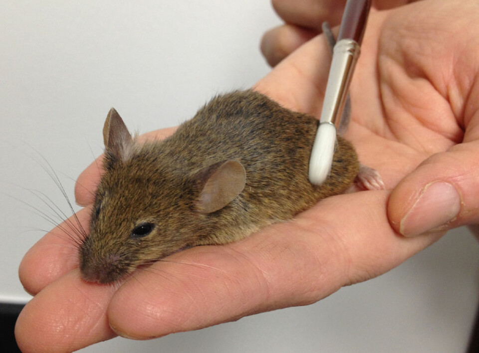 Forskerteamet fra California Institute of Technology identifiserte en spesiell type nerveceller som er følsomme for stryking av huden hos levende mus. Data ble samlet inn blant annet mens musene ble strøket med en pensel. (Foto: D. Anderson lab, Caltech)