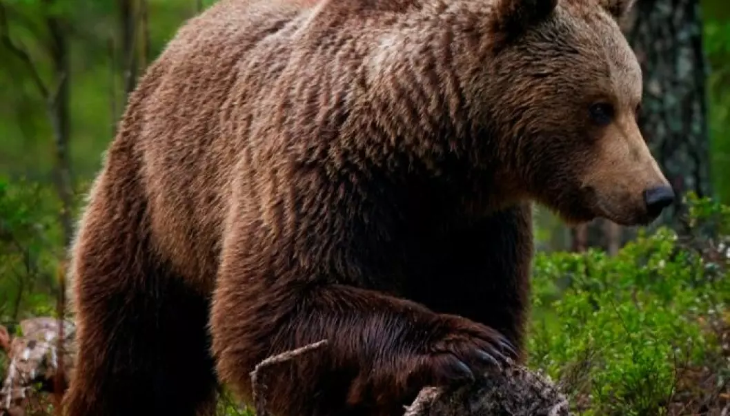 137 bjørner innenfor Norges grenser i 2012