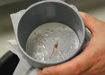 Én krill og en liten håndfull plankton. Det er alt som er igjen etter at 13 liter vann er filtrert bort. Nå skal det telles. (Foto: Hanne Østli Jakobsen) Én krill og en liten håndfull plankton. Det er alt som er igjen etter at 13 liter vann er filtrert bort. Nå skal det telles. (Foto: Hanne Østli Jakobsen)