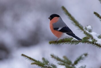 Dompaphann med det karakteristiske raude brystet. (Foto: Bjørn Aksel Bjerke, Naturhistorisk museum, UiO) Dompaphann med det karakteristiske raude brystet. (Foto: Bjørn Aksel Bjerke, Naturhistorisk museum, UiO)