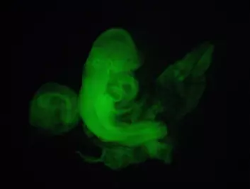Manipulert? Flere forskere tviler på om slike bilder beviser en ny banebrytende teknikk til å skape stamceller. Det er nå satt i gang en etterforskning av japanske Haruko Obokatas vitenskapelige artikler i Nature. (Foto: Haruko Obokata)