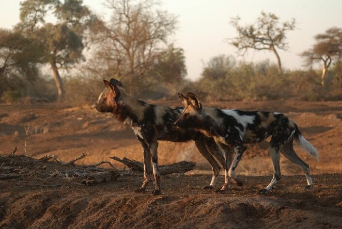 Det er ikke uvanlig at hele flokker forgiftes. Andre ganger blir hiene deres angrepet. (Foto: Craig R. Jackson)