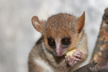 Grå muselemur. (Foto: Arjan Haverkamp/ Wikimedia Commons) Grå muselemur. (Foto: Arjan Haverkamp/ Wikimedia Commons)