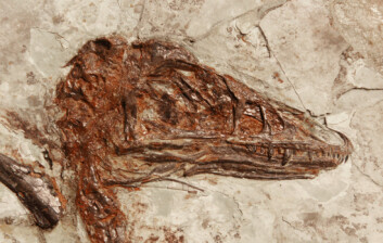 Kraniet av den Microraptor-en Vinther og kollegene hans nylig har kunnet fastslå fargene på. (Foto: Mick Ellison, AMNH) Kraniet av den Microraptor-en Vinther og kollegene hans nylig har kunnet fastslå fargene på. (Foto: Mick Ellison, AMNH)