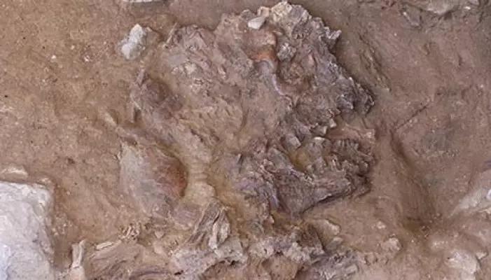 Dette er den flatklemte skallen til den nyoppdagede neandertaleren.