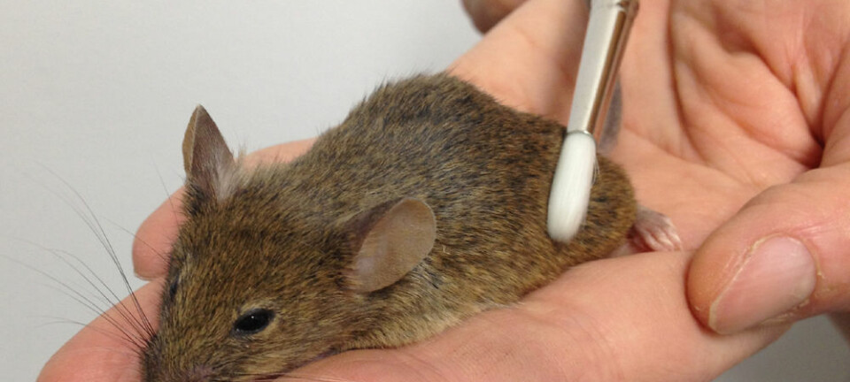 Forskerteamet fra California Institute of Technology identifiserte en spesiell type nerveceller som er følsomme for stryking av huden hos levende mus. Data ble samlet inn blant annet mens musene ble strøket med en pensel. D. Anderson lab, Caltech