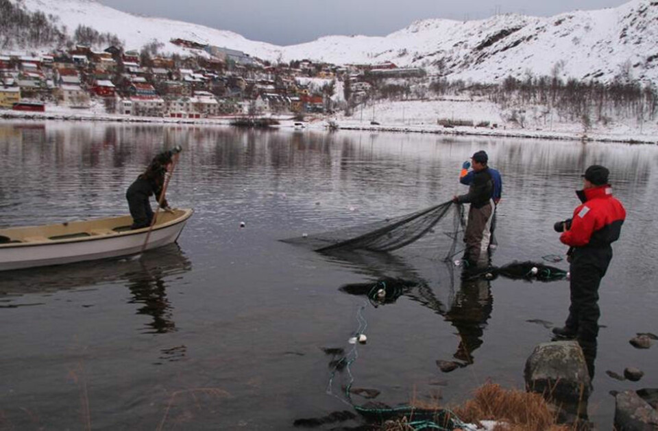 Sjørøye samles inn i Storvatn med landnot for nærmere undersøkelser. (Foto: Guttorm Christensen)