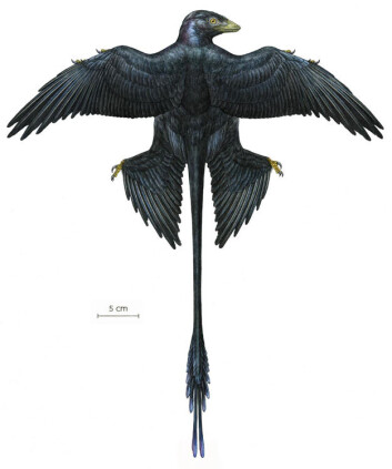 Her en rekonstruksjon av hvordan Microraptor har sett ut. Den flotte haledusken har sannsynligvis vært brukt til å signalisere til potensielle partnere. (Foto: (Illustrasjon: Jason Brougham, AMNH)) Her en rekonstruksjon av hvordan Microraptor har sett ut. Den flotte haledusken har sannsynligvis vært brukt til å signalisere til potensielle partnere. (Foto: (Illustrasjon: Jason Brougham, AMNH))