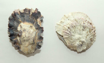 Stillehavsøsters (Crassostrea gigas) til venstre og flatøsters (Ostrea edulis) til høyre. (Foto: NIVA) Stillehavsøsters (Crassostrea gigas) til venstre og flatøsters (Ostrea edulis) til høyre. (Foto: NIVA)