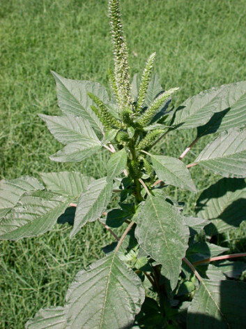 Ugraset Amaranthus palmeri er blitt resistent mot ugrasmidlet glyfosat. (Foto: Pompilid/Wikimedia Commons) Ugraset Amaranthus palmeri er blitt resistent mot ugrasmidlet glyfosat. (Foto: Pompilid/Wikimedia Commons)