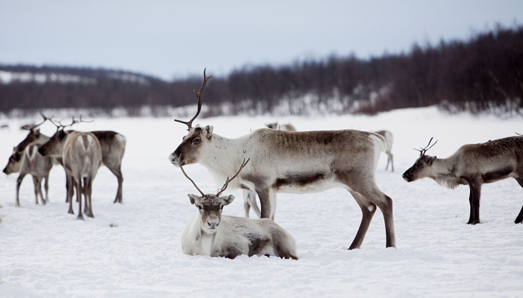 Under Norwegian law, only the indigenous Sámi people may own reindeer, except for some areas in the southern part of the country. For more than a decade the Norwegian Government has implemented policies of culling the reindeer herds in Northern Norway, as they claim the herds are too big to be sustainable. Under Norwegian law, only the indigenous Sámi people may own reindeer, except for some areas in the southern part of the country. For more than a decade the Norwegian Government has implemented policies of culling the reindeer herds in Northern Norway, as they claim the herds are too big to be sustainable.