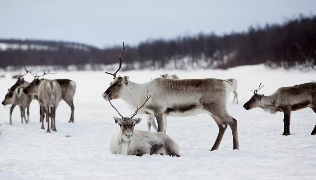 Under Norwegian law, only the indigenous Sámi people may own reindeer, except for some areas in the southern part of the country. For more than a decade the Norwegian Government has implemented policies of culling the reindeer herds in Northern Norway, as they claim the herds are too big to be sustainable.