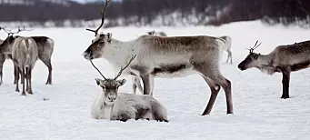 The Norwegian government ordered massive slaughterings of reindeer. Indigenous sami reindeer herders disagreed but were not heard.