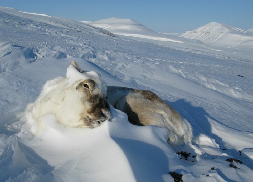 Mildvær på vinteren kan gi en knekk i bestandene av svalbardrein. (Foto: Eva Fuglei, Norsk Polarinstitutt)