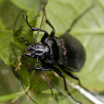 Løpebiller har kraftige munndeler. (Foto: Erling Fløistad) Løpebiller har kraftige munndeler. (Foto: Erling Fløistad)