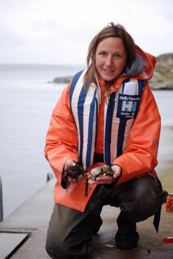 Forsker Pia Norling studerer stillehavsøsters og blåskjell i Oslofjorden. (Foto: Lena Näslund) Forsker Pia Norling studerer stillehavsøsters og blåskjell i Oslofjorden. (Foto: Lena Näslund)