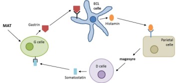 Etter et måltid blir G celler stimulert til å produsere hormonet gastrin som binder seg til reseptoren CCK2 på ECL celler i mageveggen. Disse blir dermed stimulert til å produsere histamin som får parietal celler til å produsere magesyre. Når nok magesyre er produsert vil D celler skille ut somatostatin som får G cellene til å stoppe produksjonen av gastrin. (Foto: (Figur: Bjørg Mikalsen)) Etter et måltid blir G celler stimulert til å produsere hormonet gastrin som binder seg til reseptoren CCK2 på ECL celler i mageveggen. Disse blir dermed stimulert til å produsere histamin som får parietal celler til å produsere magesyre. Når nok magesyre er produsert vil D celler skille ut somatostatin som får G cellene til å stoppe produksjonen av gastrin. (Foto: (Figur: Bjørg Mikalsen))