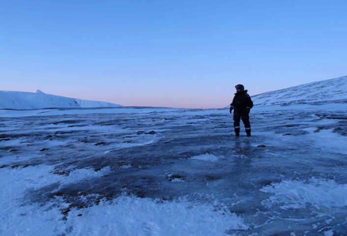 Islagt vinterlandskap på Svalbard. Når vegetasjonen er dekket av is gir det dårlig beite for svalbardreinen. (Foto: Vebjørn Veiberg) Islagt vinterlandskap på Svalbard. Når vegetasjonen er dekket av is gir det dårlig beite for svalbardreinen. (Foto: Vebjørn Veiberg)