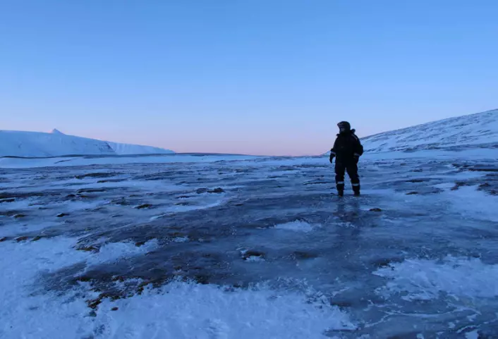 Islagt vinterlandskap på Svalbard. Når vegetasjonen er dekket av is gir det dårlig beite for svalbardreinen. (Foto: Vebjørn Veiberg)