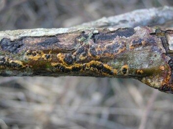 Sekkesporesoppen C. maximus lever kun som en parasitt på vieren Salix. Ifølge rapporten lever den kun i Wales, men arten har vært funnet i alle de nordiske landene. (Foto: David Harries)
